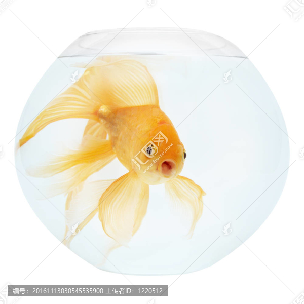 魚(yú)缸里的金魚(yú)