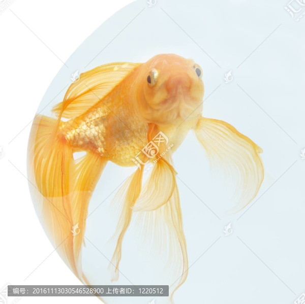 魚缸里的金魚