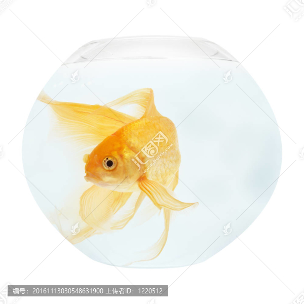 魚缸里的金魚