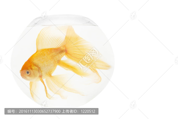 魚(yú)缸里的金魚(yú)