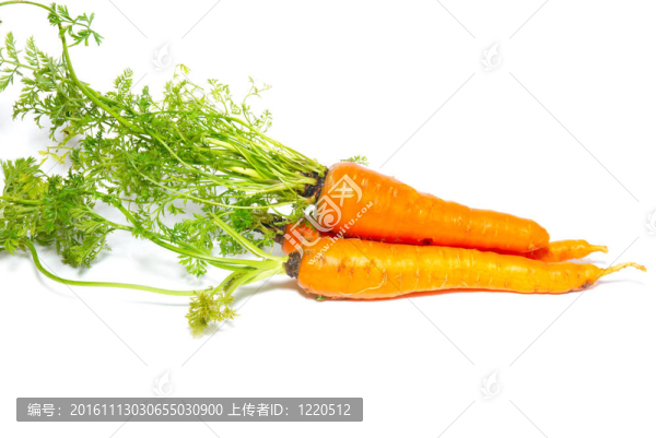 白蘿卜。