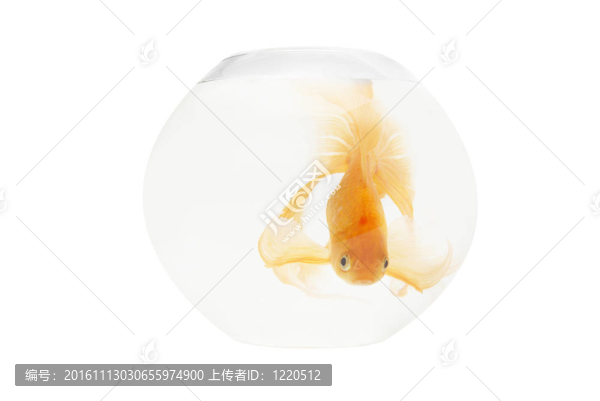 魚缸里的金魚