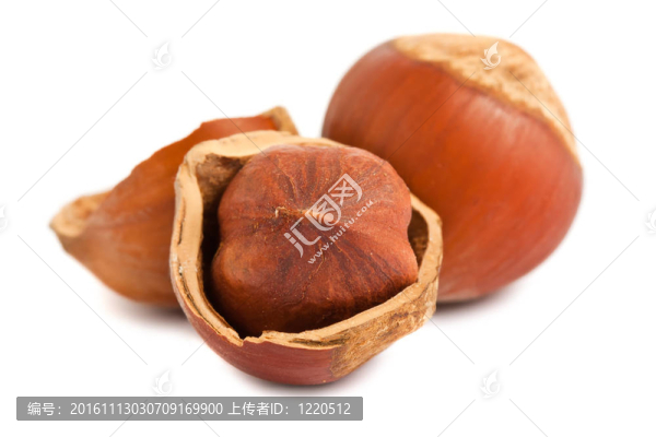 成熟的榛子