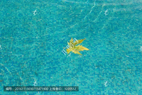 帶黃葉的藍(lán)色水面。