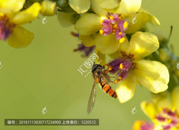 飛行蜜蜂工蜂