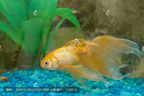 熱帶金魚