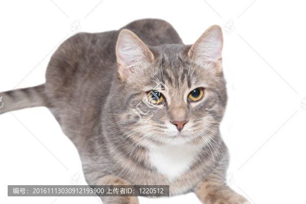 小灰貓