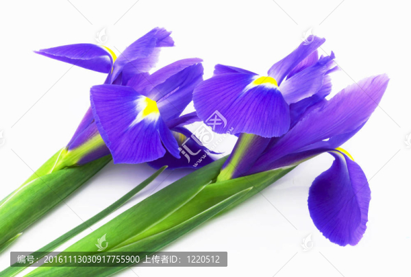 鳶尾花