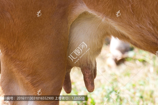 母牛的乳房