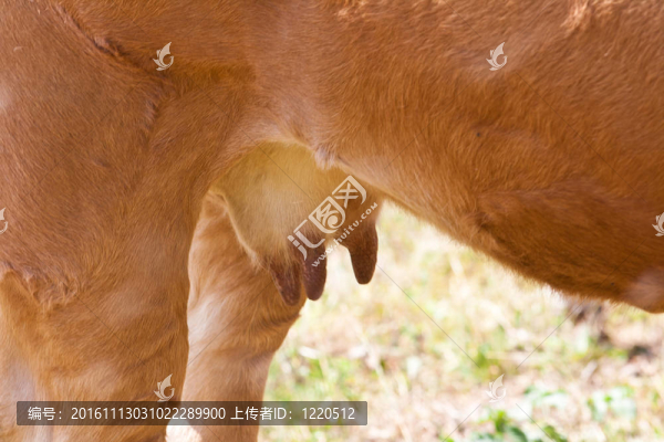 母牛的乳房