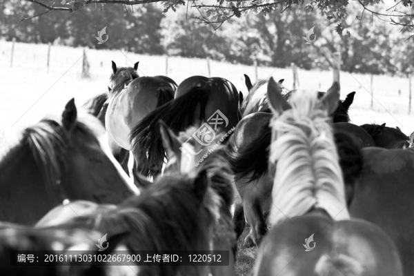 馬群