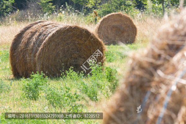 稻草