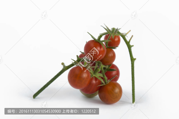 櫻桃番茄莖