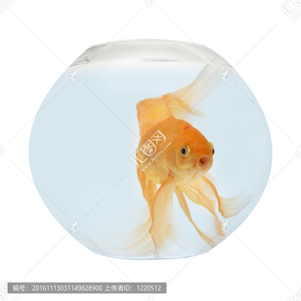 魚缸里的金魚