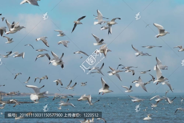 海鷗