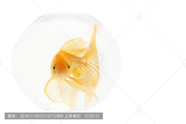 魚缸里的金魚