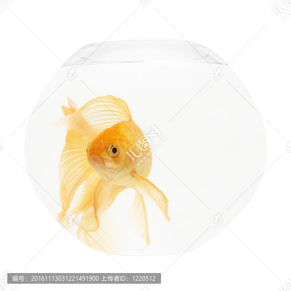 魚缸里的金魚