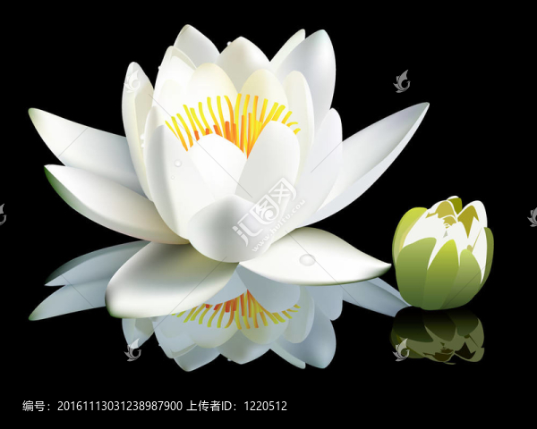 白水百合花和花蕾