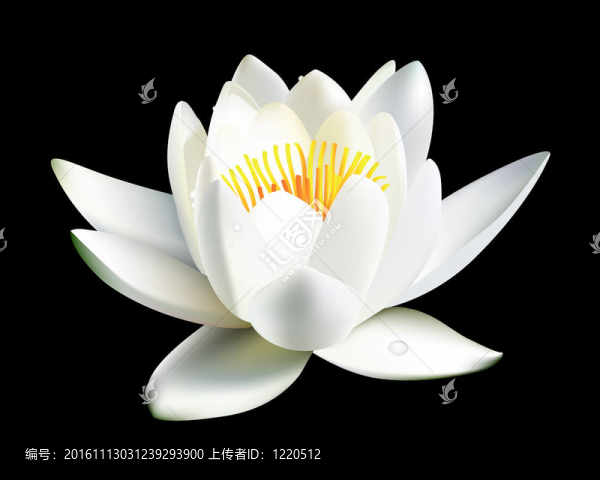 白水百合花