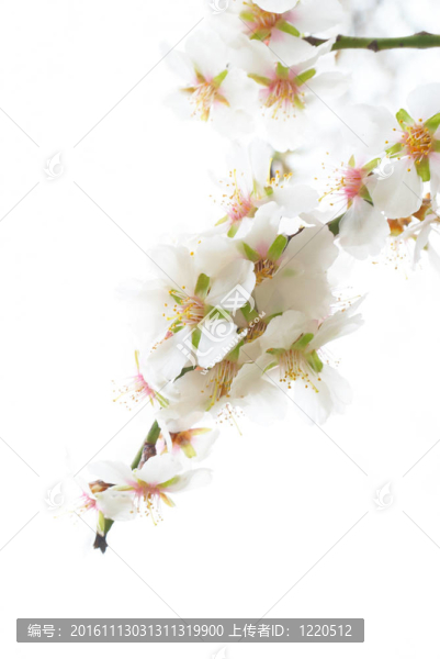 梅花樹(shù)。