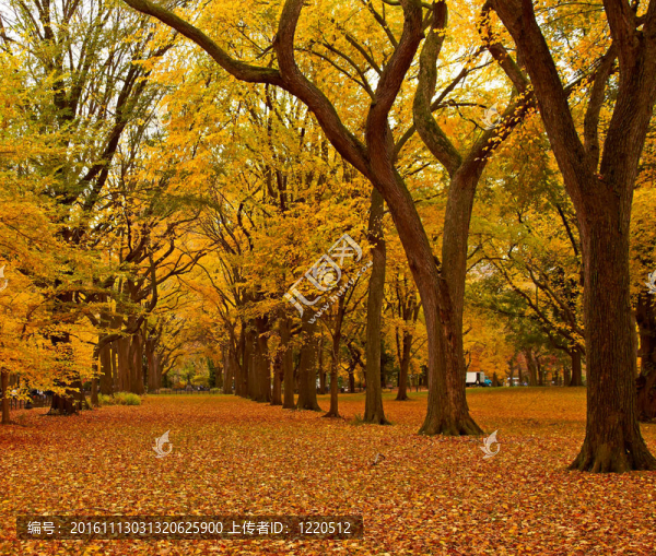 紐約市中央公園胡同里的秋天。