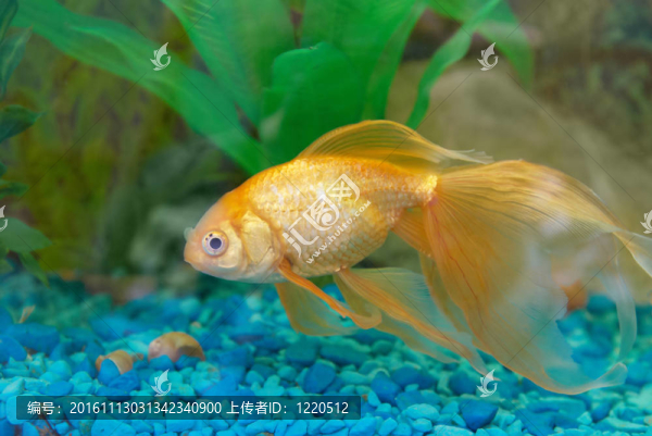 熱帶金魚