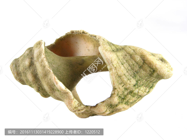 蝸牛