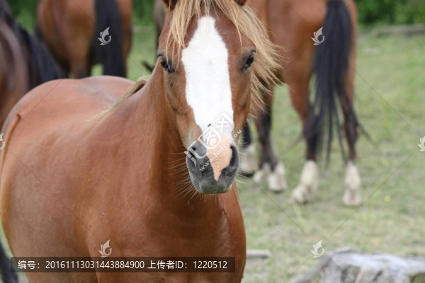 馬在牧場