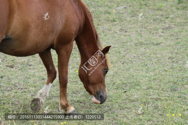 馬在牧場