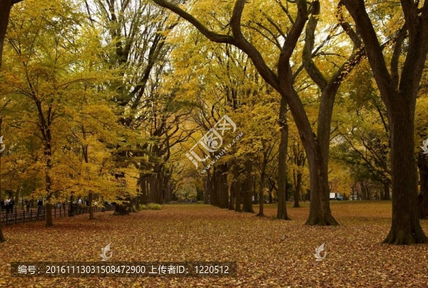 紐約市中央公園胡同里的秋天。