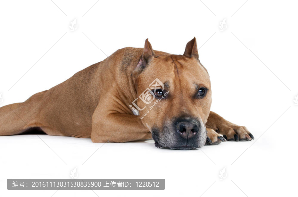美國斯塔福德郡梗