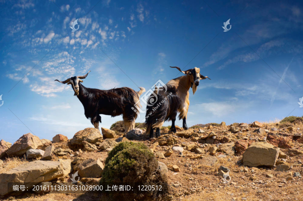 兩只山羊；野山羊aegagrus