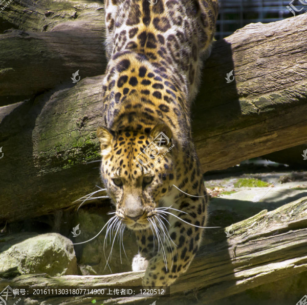 豹-匯圖網(wǎng) www.fosd68.com 豹