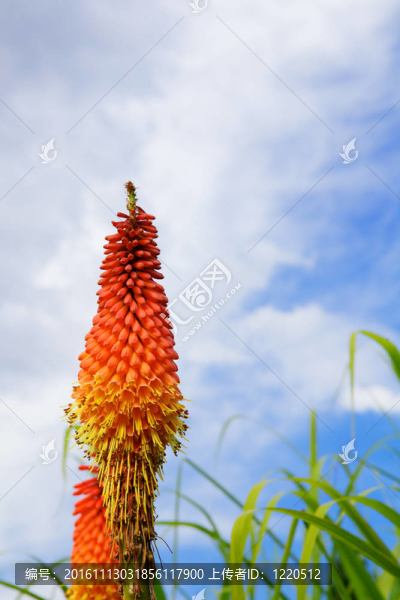 火炬百合的天空