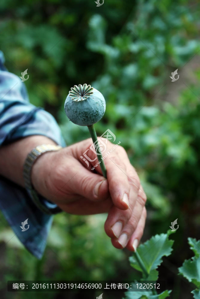 綠色的罌粟果-匯圖網(wǎng) www.fosd68.com 綠色的罌粟果