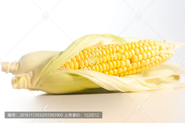 白色背景上的新鮮玉米