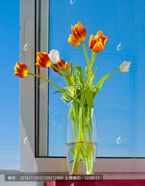 郁金香花束