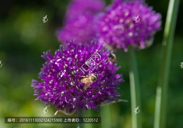 蜜蜂授粉的蒜花