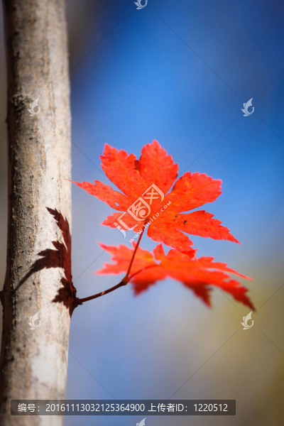 紅楓葉