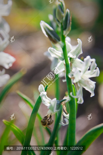 條紋蜜蜂采蜜