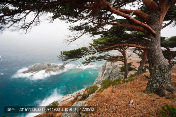 俄羅斯；濱海邊疆區(qū)；百年松樹上的巖石海灘