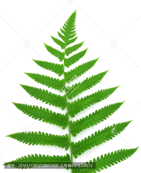 裝飾的蕨類植物