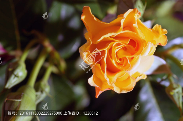 黃玫瑰
