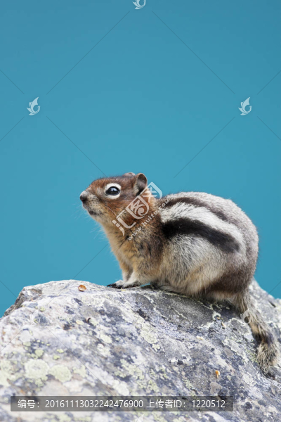 花栗鼠-匯圖網(wǎng) www.fosd68.com 花栗鼠