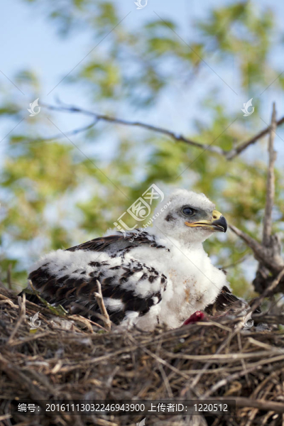 年輕的鐵鷹的小雞-匯圖網(wǎng) www.fosd68.com 年輕的鐵鷹的小雞