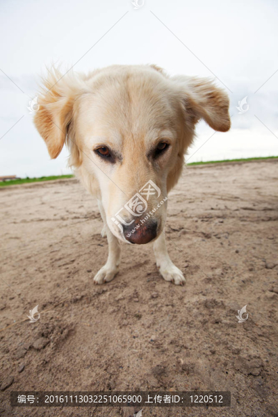 廣角的金毛獵犬