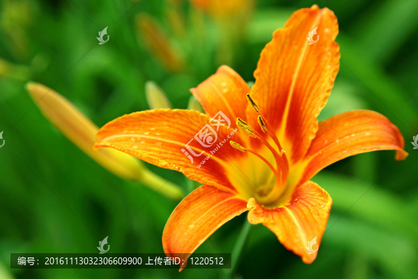Orange,lily綠色背景