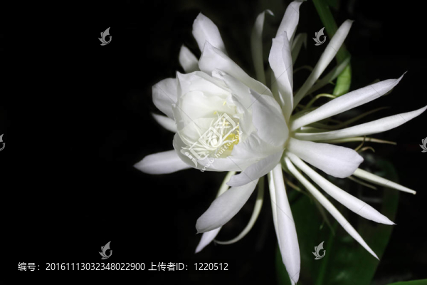 罕見(jiàn)的夜皇后花