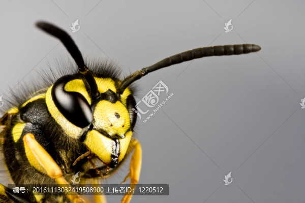 灰色背景下的黃蜂頭