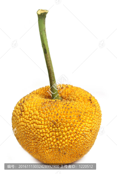 野菠蘿